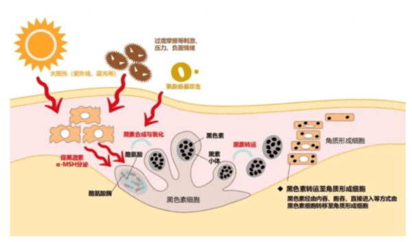 「世界卫生学会主席Torrelo Lotti」揭秘自然亮白之道第2张